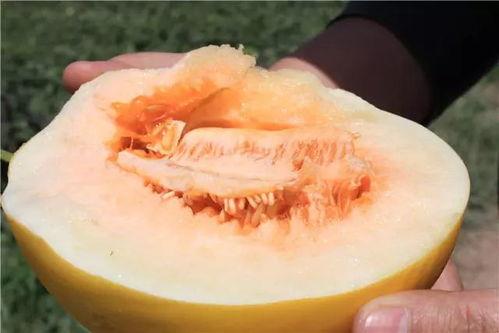 长条蜜瓜怎么吃最好呢视频,视频教你轻松享用