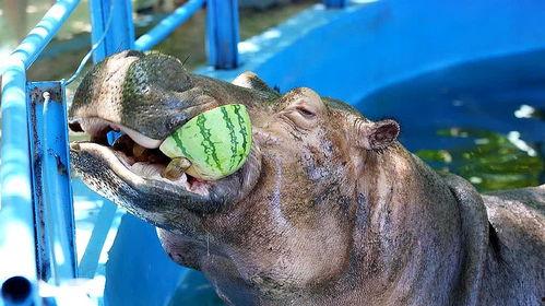 广州河马吃瓜事件视频,河中巨兽的夏日美食奇遇