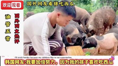 韩国博主看猪吃瓜视频,看猪吃瓜背后的惊人真相