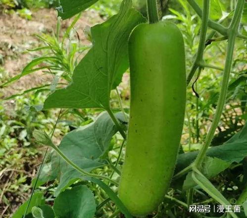 瓠子瓜怎么吃开花视频,瓠子瓜开花视频教你美味新吃法