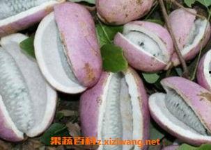 八月瓜如何吃呀好吃呢视频,视频教你如何吃出夏日清新口感