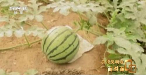 最近吃瓜事件新疆视频,揭秘吃瓜背后的真相与反思