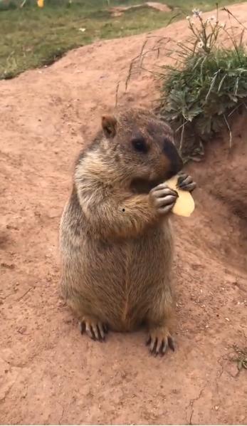 松树下吃瓜的土拨鼠视频,萌态十足引网友热议