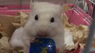 金丝熊吃茭瓜会死吗视频,金丝熊食用茭瓜致命风险揭秘