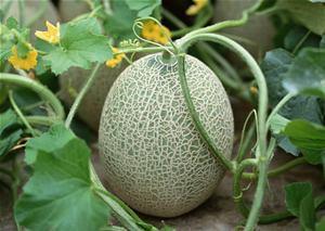 丹姐吃哈密瓜完整视频,丹姐畅享哈密瓜美味时光