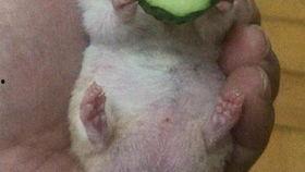 吃瓜老王最新视频,带你领略幕后真相与趣味瞬间