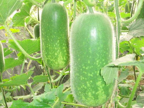 界首网红吃瓜视频大全,趣味横生，笑料百出