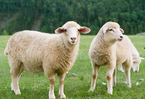 羊可以吃龙瓜吗视频,揭秘羊能否享用龙瓜美味