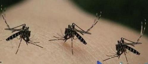 瓜哥吃蚊子视频,趣味视频引网友热议